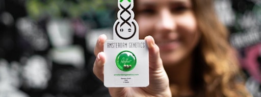 ¡Genética de Ámsterdam en Greenmeister!